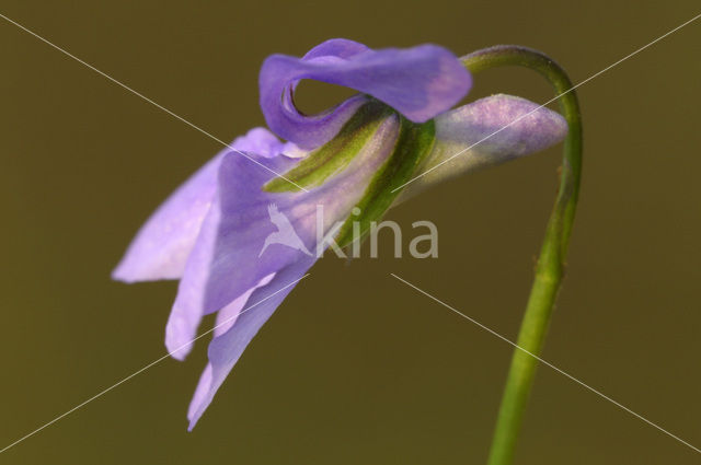 Bleeksporig bosviooltje (Viola riviniana)