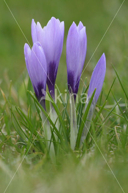 Bonte krokus (Crocus vernus)