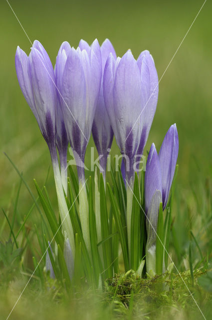 Bonte krokus (Crocus vernus)