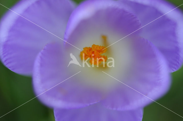 Dutch Crocus