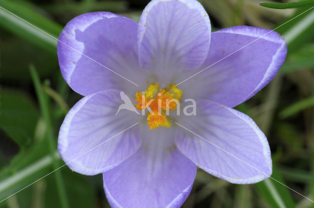 Bonte krokus (Crocus vernus)