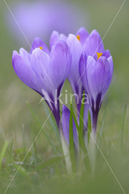 Dutch Crocus