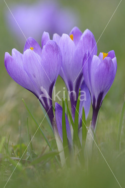 Bonte krokus (Crocus vernus)