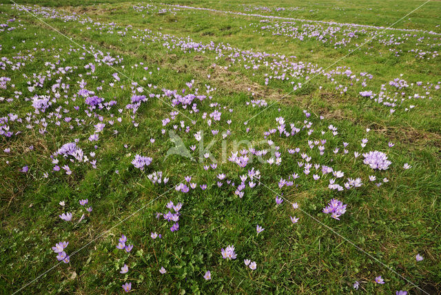 Bonte krokus (Crocus vernus)