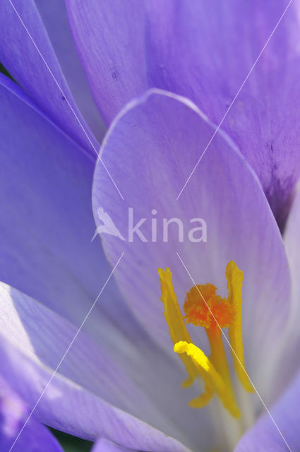 Dutch Crocus