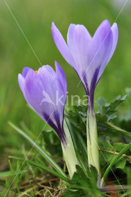 Bonte krokus (Crocus vernus)