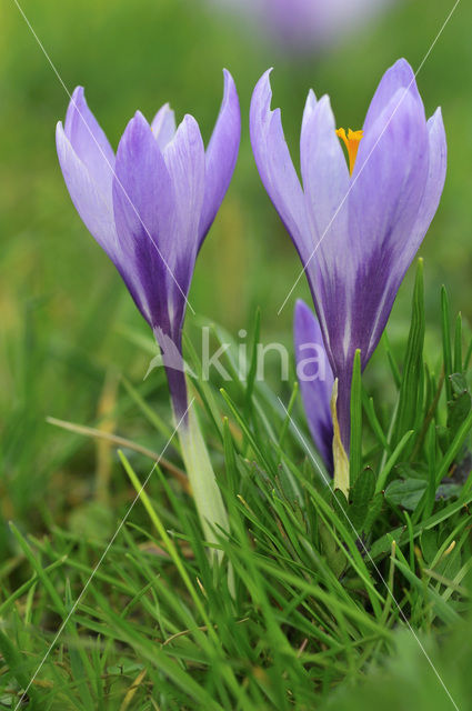 Bonte krokus (Crocus vernus)