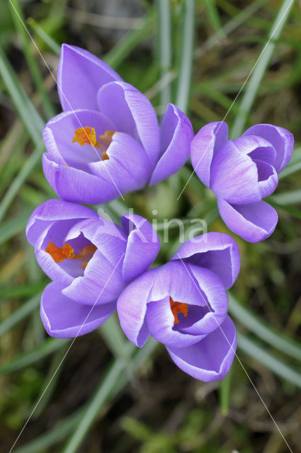 Dutch Crocus