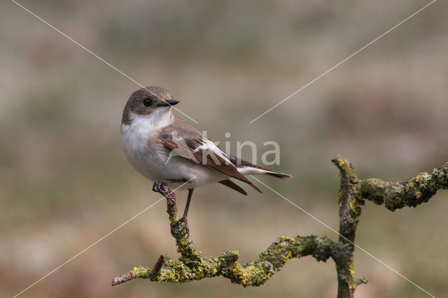 Bonte Vliegenvanger (Ficedula hypoleuca)