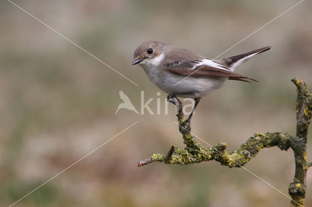 Bonte Vliegenvanger (Ficedula hypoleuca)