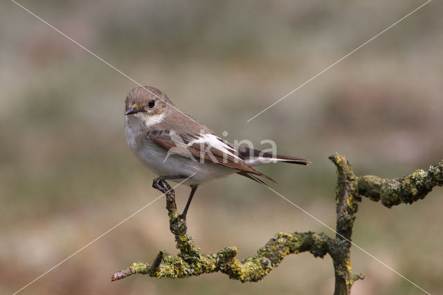 Bonte Vliegenvanger (Ficedula hypoleuca)