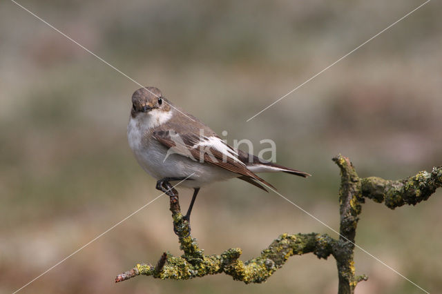 European Pied Flycatcher (Ficedula hypoleuca)