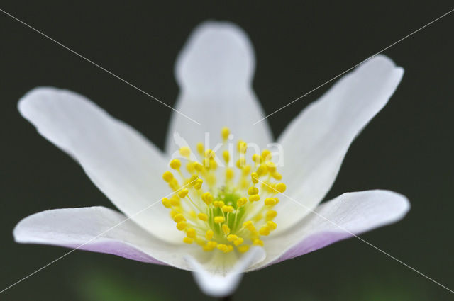 Bosanemoon (Anemone nemorosa)