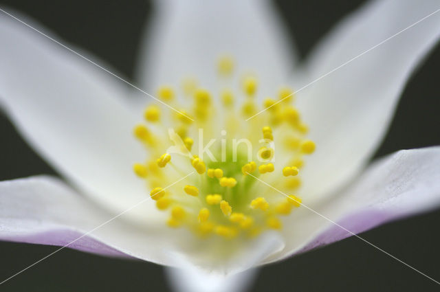 Wood Anemone (Anemone nemorosa)