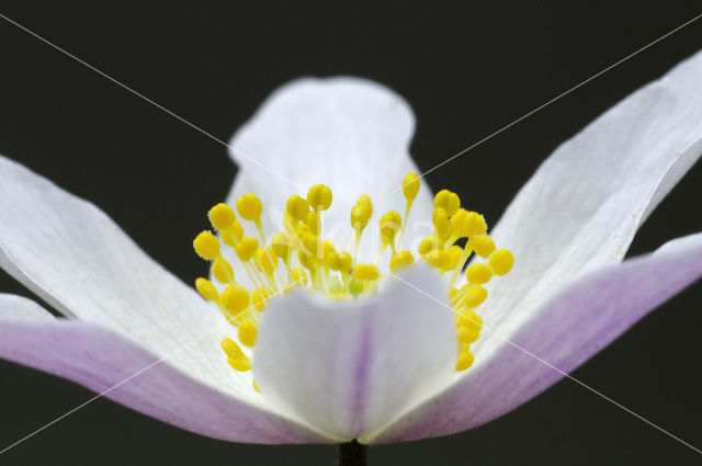 Wood Anemone (Anemone nemorosa)