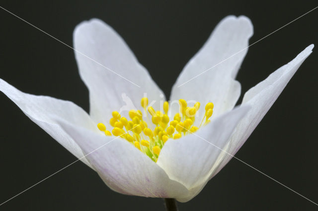 Bosanemoon (Anemone nemorosa)