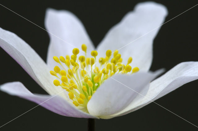 Wood Anemone (Anemone nemorosa)