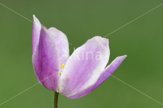 Bosanemoon (Anemone nemorosa)