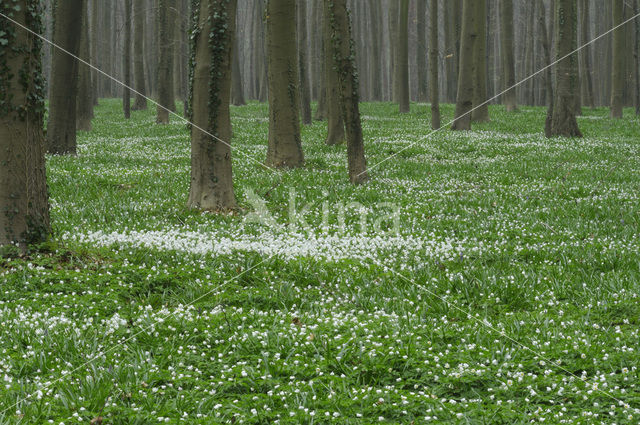 Wood Anemone (Anemone nemorosa)