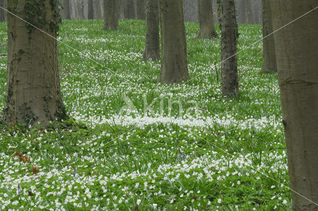 Wood Anemone (Anemone nemorosa)