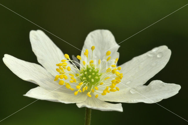 Wood Anemone (Anemone nemorosa)