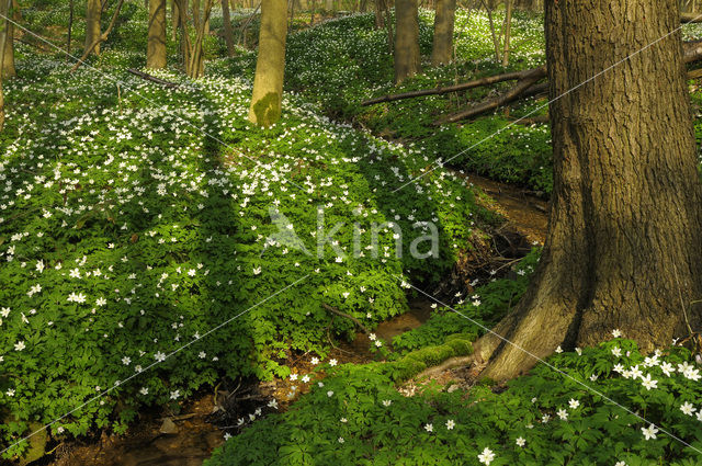 Bosanemoon (Anemone nemorosa)