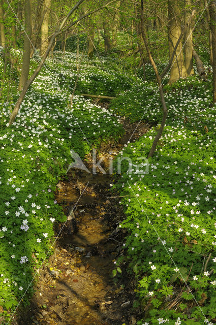 Bosanemoon (Anemone nemorosa)