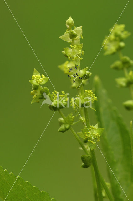 Dog’s Mercury (Mercurialis perennis)