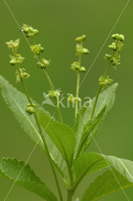 Dog’s Mercury (Mercurialis perennis)