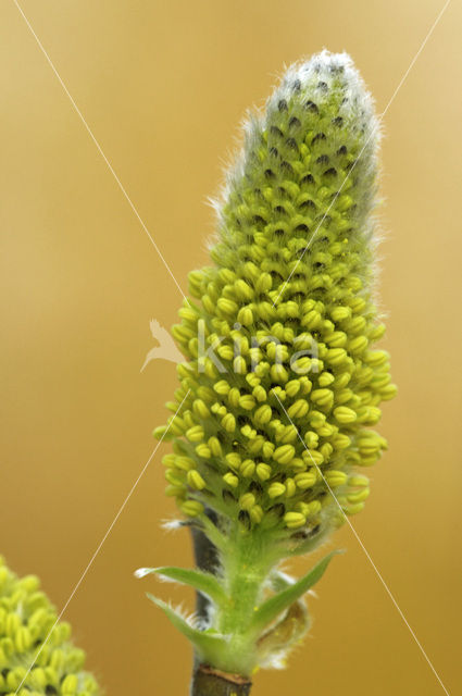 Boswilg (Salix caprea)