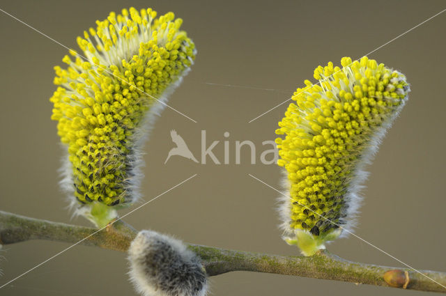 Boswilg (Salix caprea)