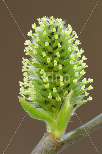 Boswilg (Salix caprea)