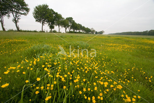 Boterbloem (Ranunculus)