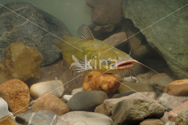 Brown Bullhead (Ameiurus nebulosus)