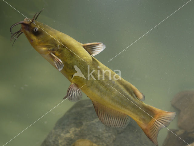 Bruine dwergmeerval (Ameiurus nebulosus)