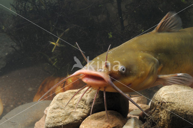 Brown Bullhead (Ameiurus nebulosus)