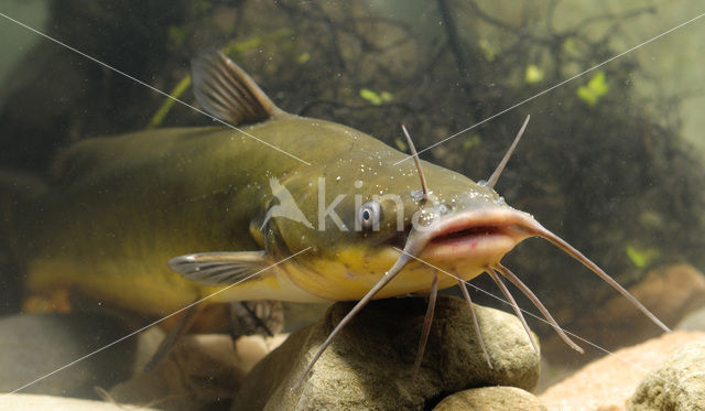 Brown Bullhead (Ameiurus nebulosus)