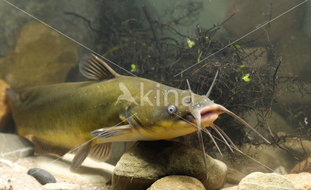 Bruine dwergmeerval (Ameiurus nebulosus)