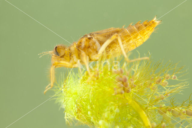 Bruine korenbout (Libellula fulva)