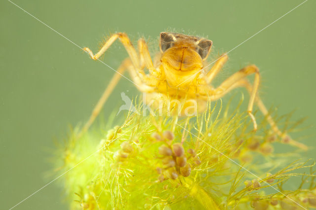 Bruine korenbout (Libellula fulva)