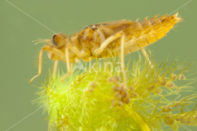 Bruine korenbout (Libellula fulva)