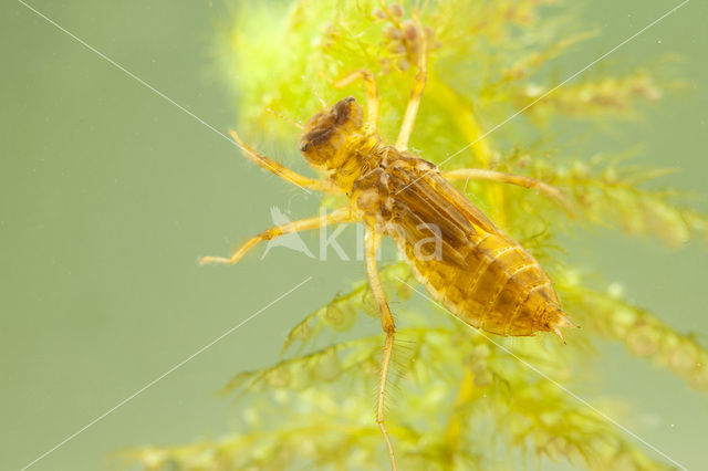 Scarce Chaser (Libellula fulva)