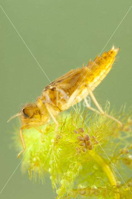 Bruine korenbout (Libellula fulva)