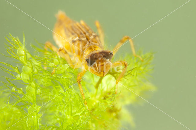 Bruine korenbout (Libellula fulva)