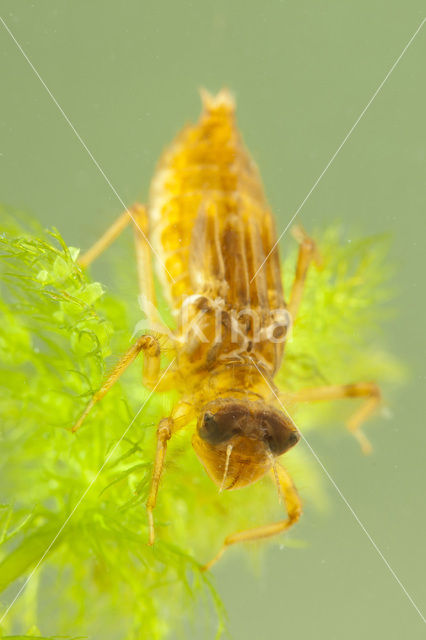 Bruine korenbout (Libellula fulva)