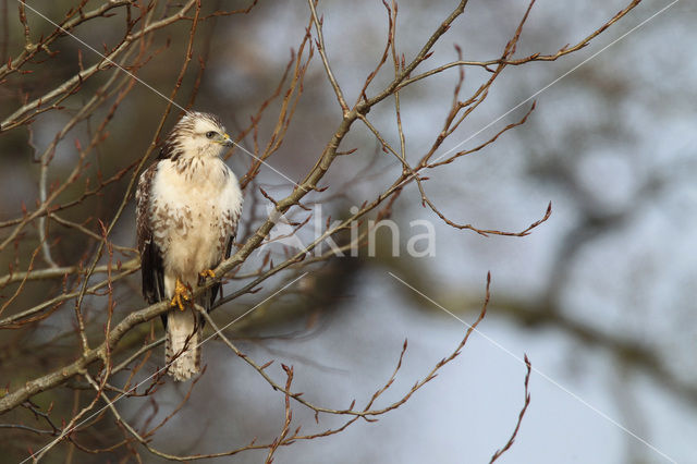 Common Buzzard (Buteo buteo)