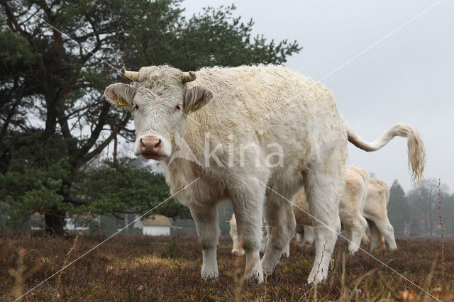 Charolais Cow (Bos domesticus)