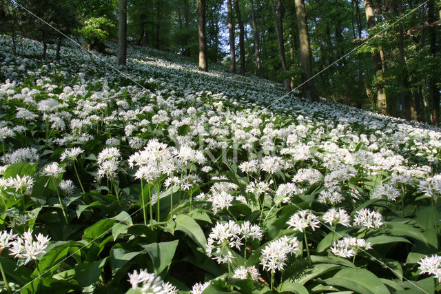 Ramsons (Allium ursinum)