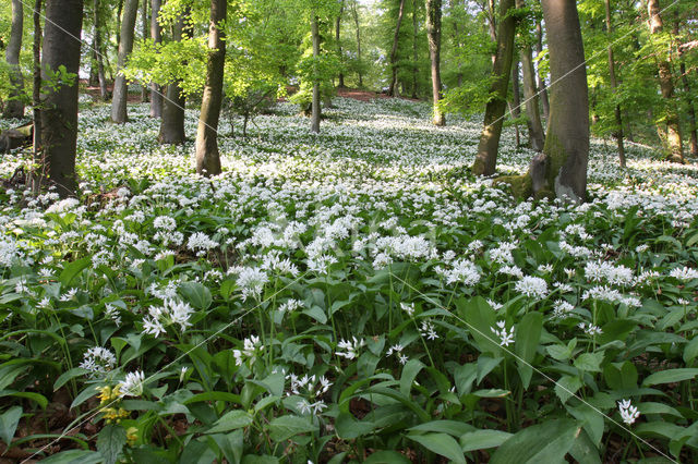 Daslook (Allium ursinum)