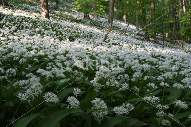 Daslook (Allium ursinum)